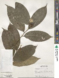 Brunfelsia bonodora image