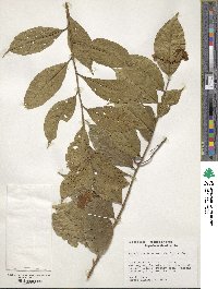 Brunfelsia bonodora image