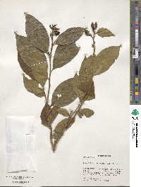 Brunfelsia bonodora image