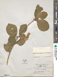 Brunfelsia americana image