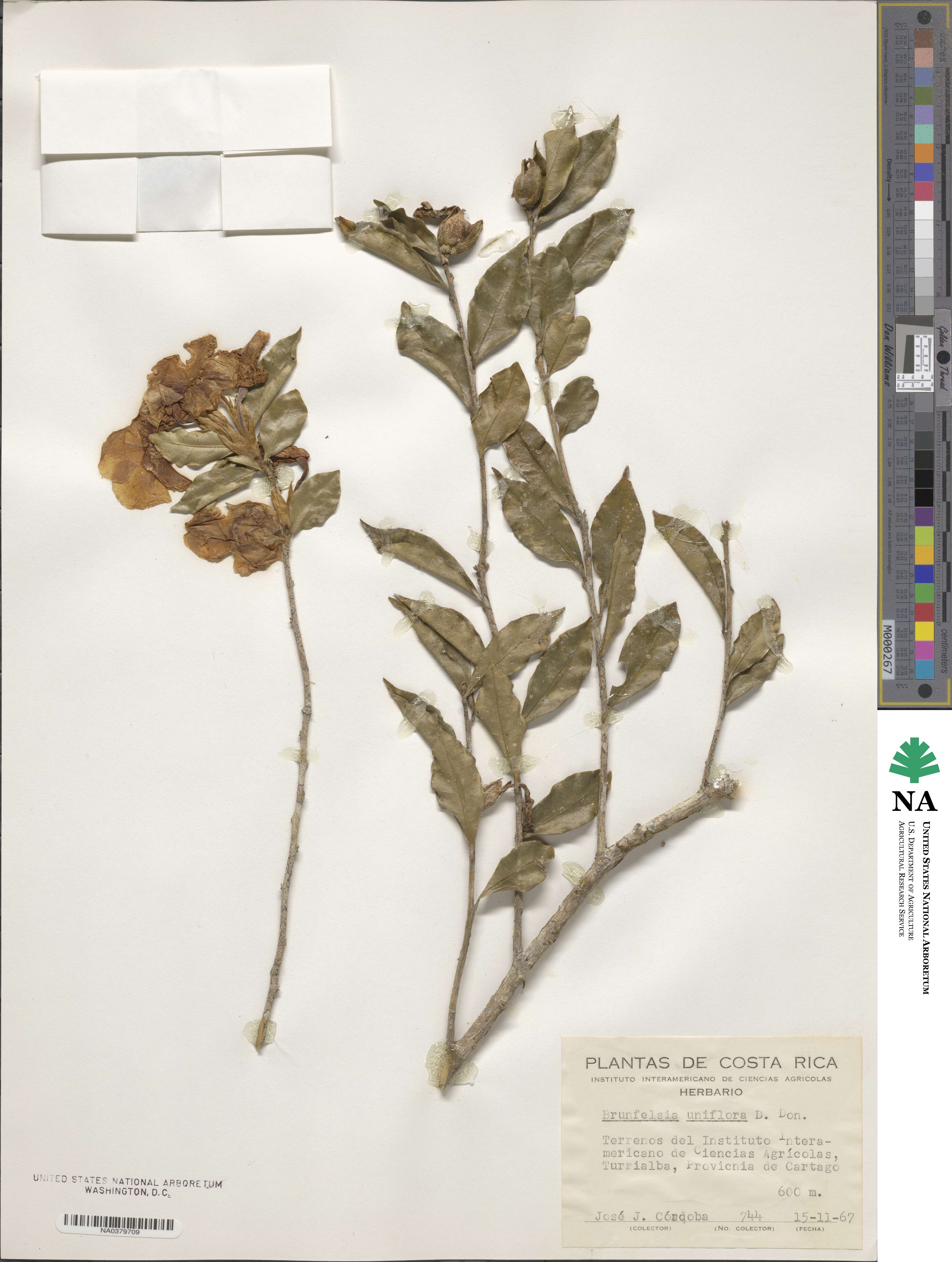 Brunfelsia uniflora image