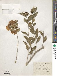 Brunfelsia uniflora image