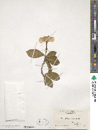 Image of Brunfelsia nitida