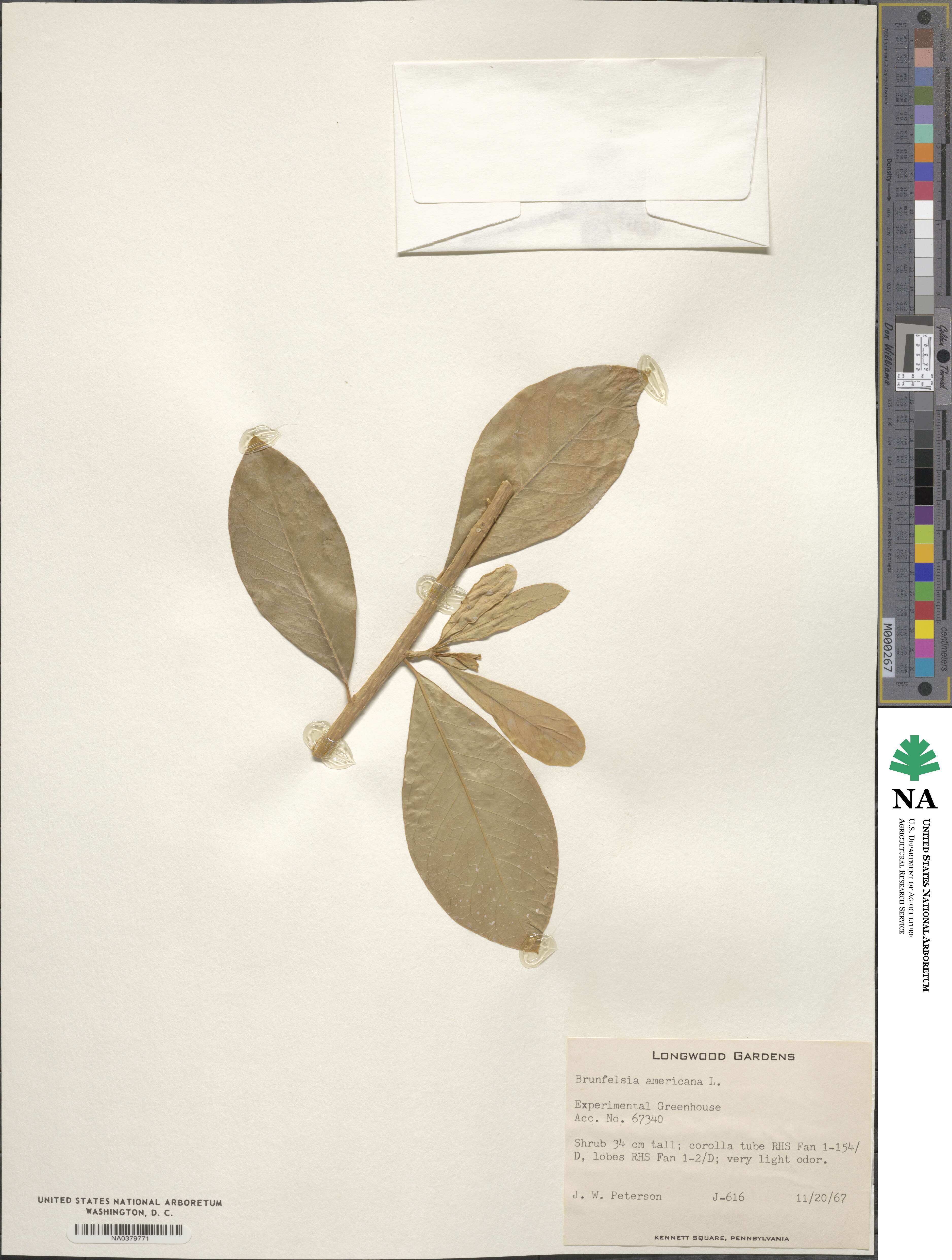 Brunfelsia americana image