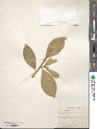 Brunfelsia americana image