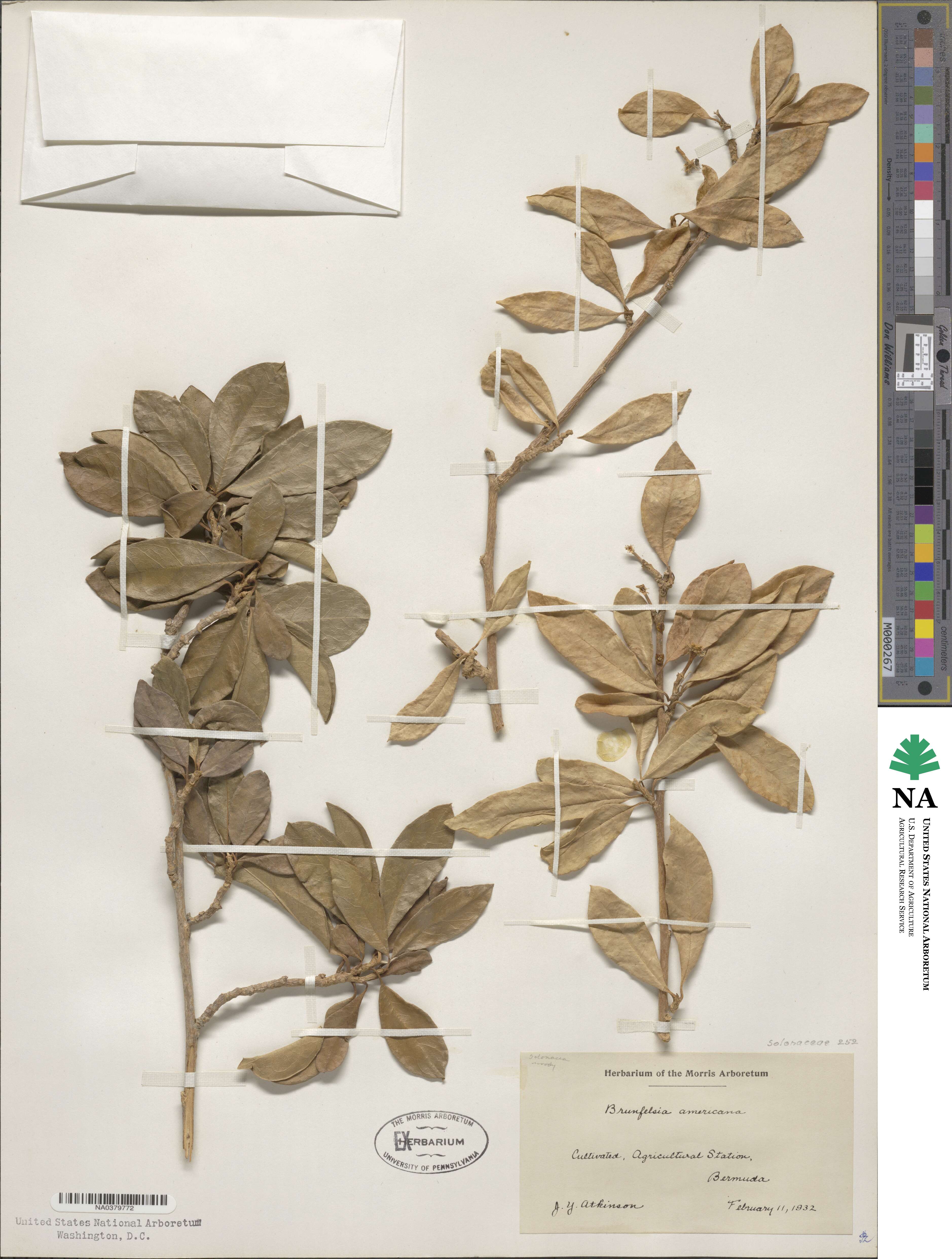 Brunfelsia americana image