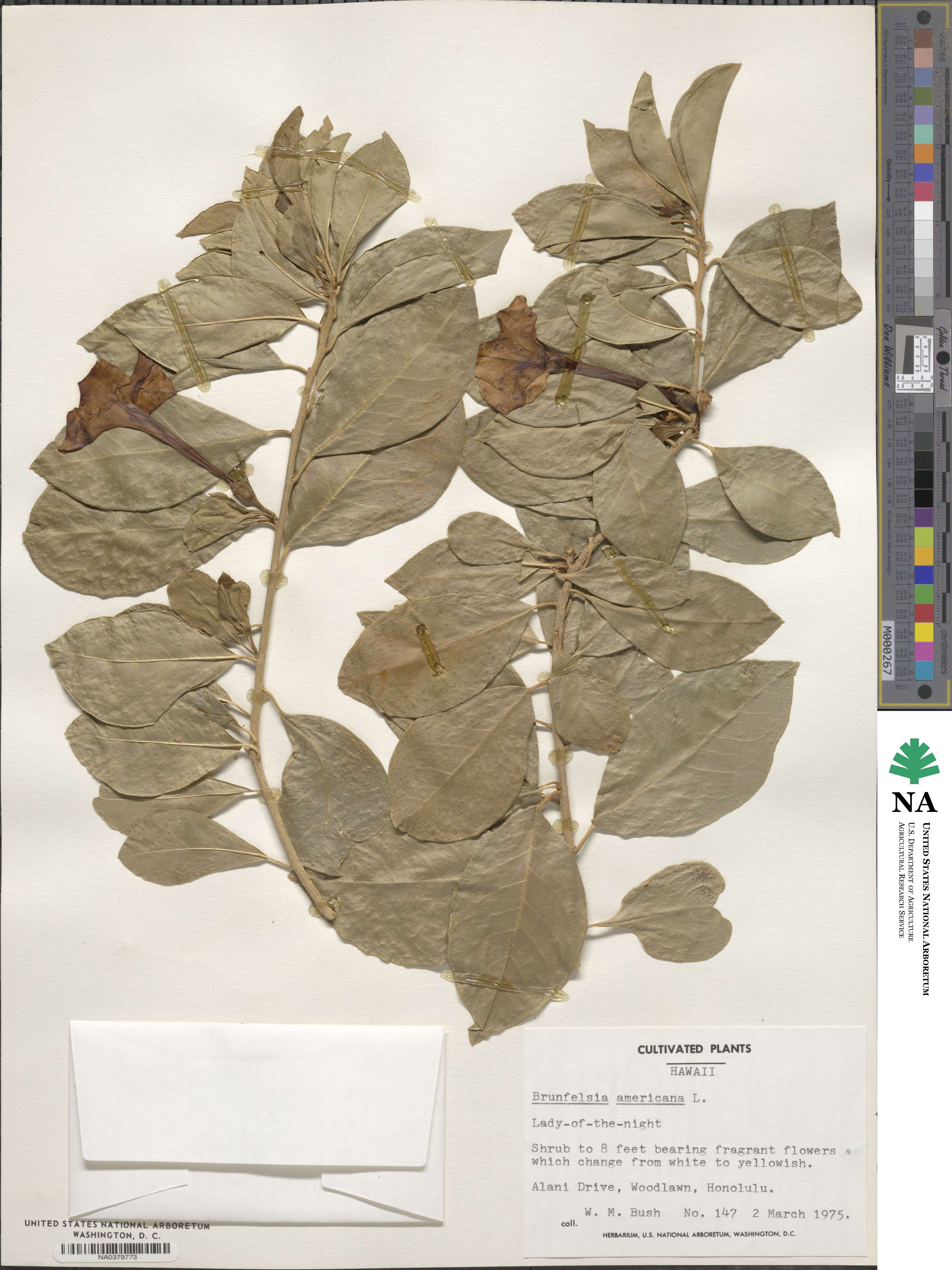 Brunfelsia americana image