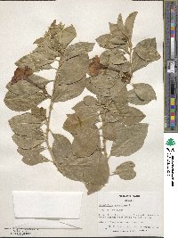 Brunfelsia americana image