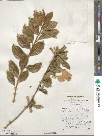 Brunfelsia americana image