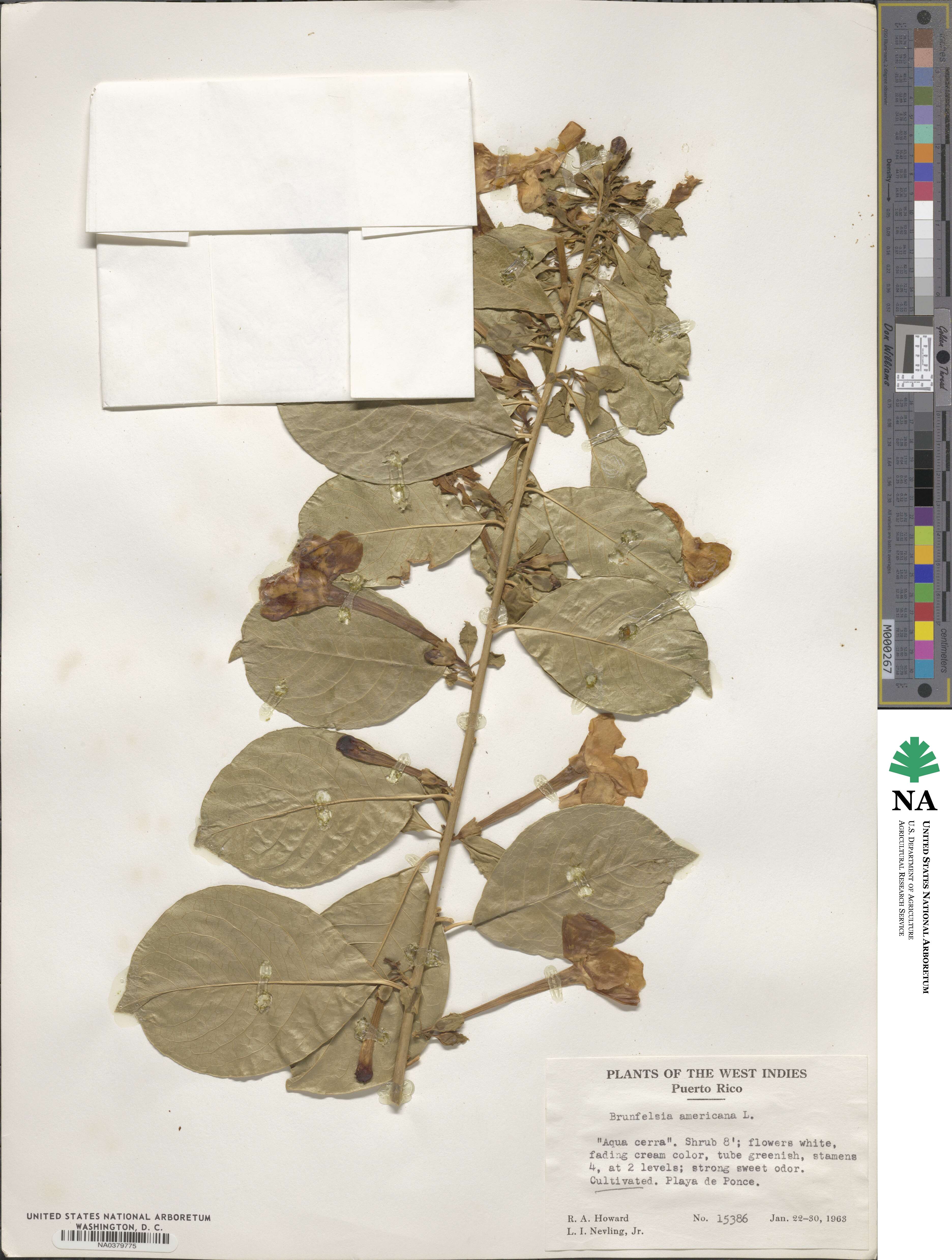 Brunfelsia americana image