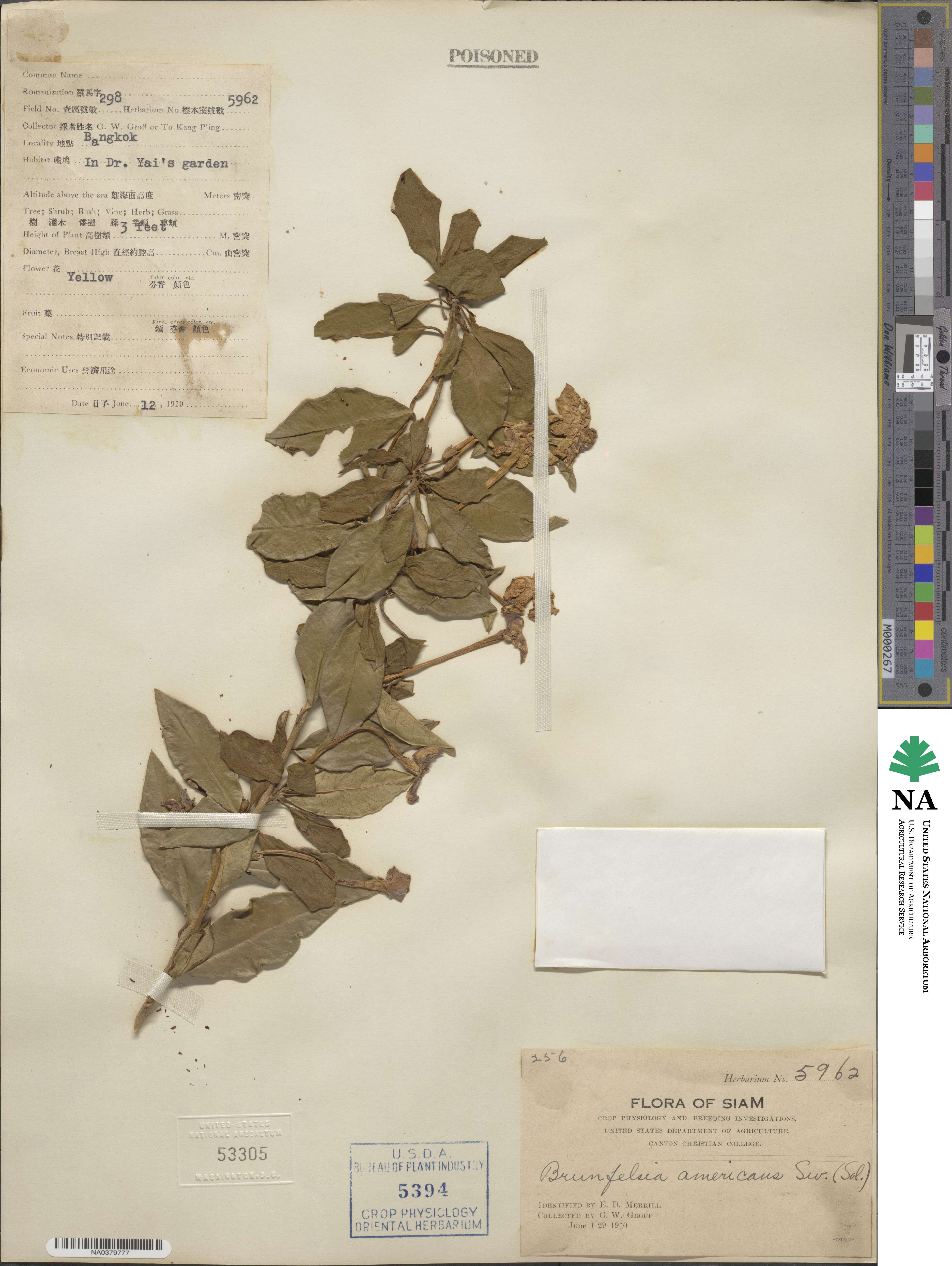 Brunfelsia americana image