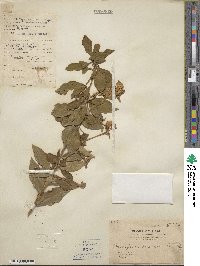 Brunfelsia americana image