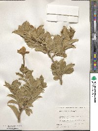 Brunfelsia americana image