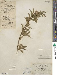 Brunfelsia americana image