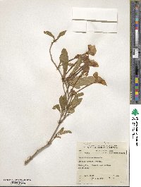 Brunfelsia americana image