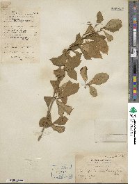 Brunfelsia americana image