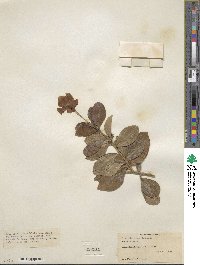 Brunfelsia americana image