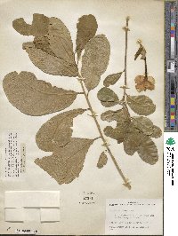 Brunfelsia americana image