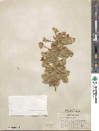 Brunfelsia americana image