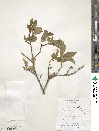 Brunfelsia americana image