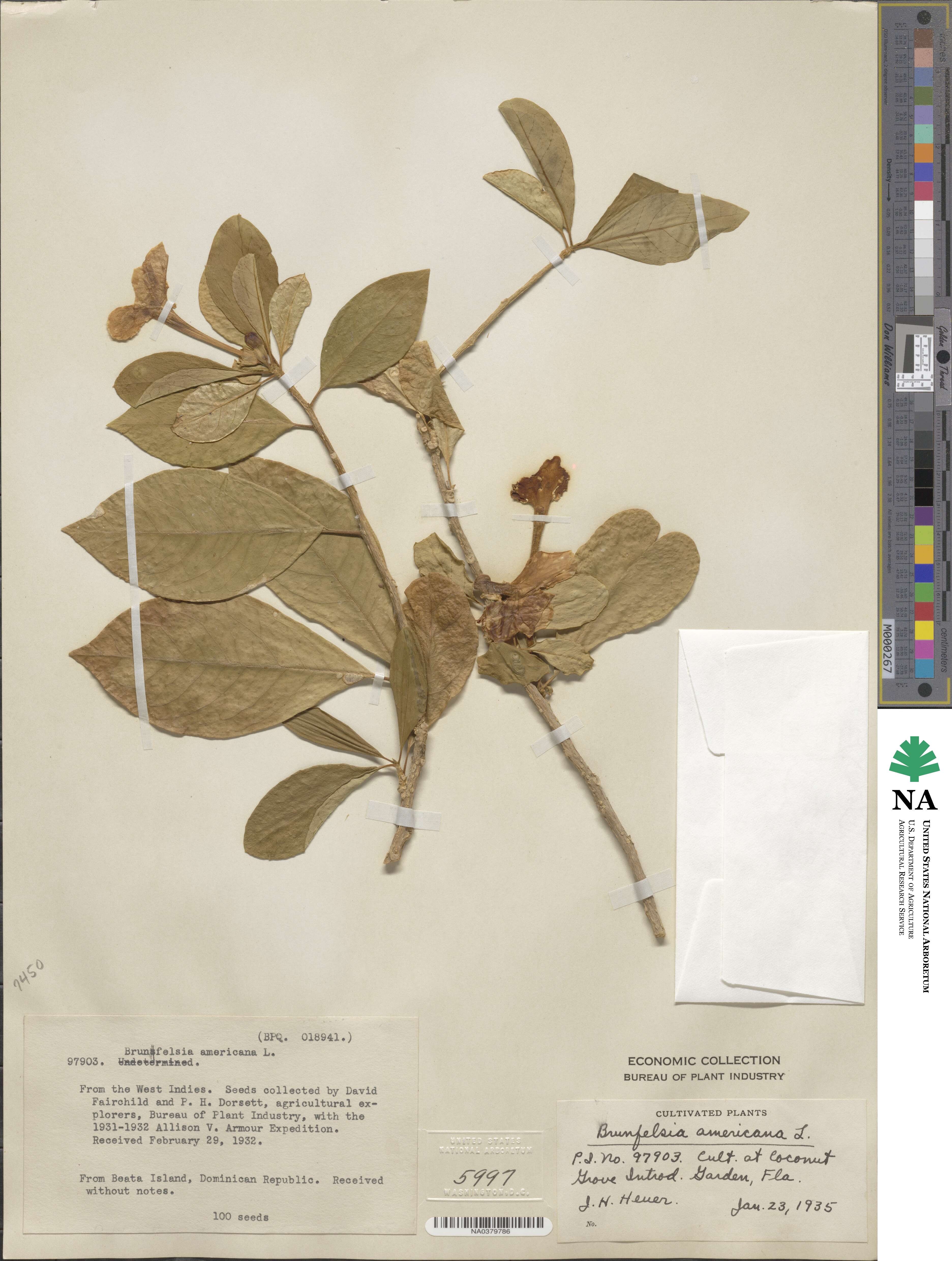 Brunfelsia americana image