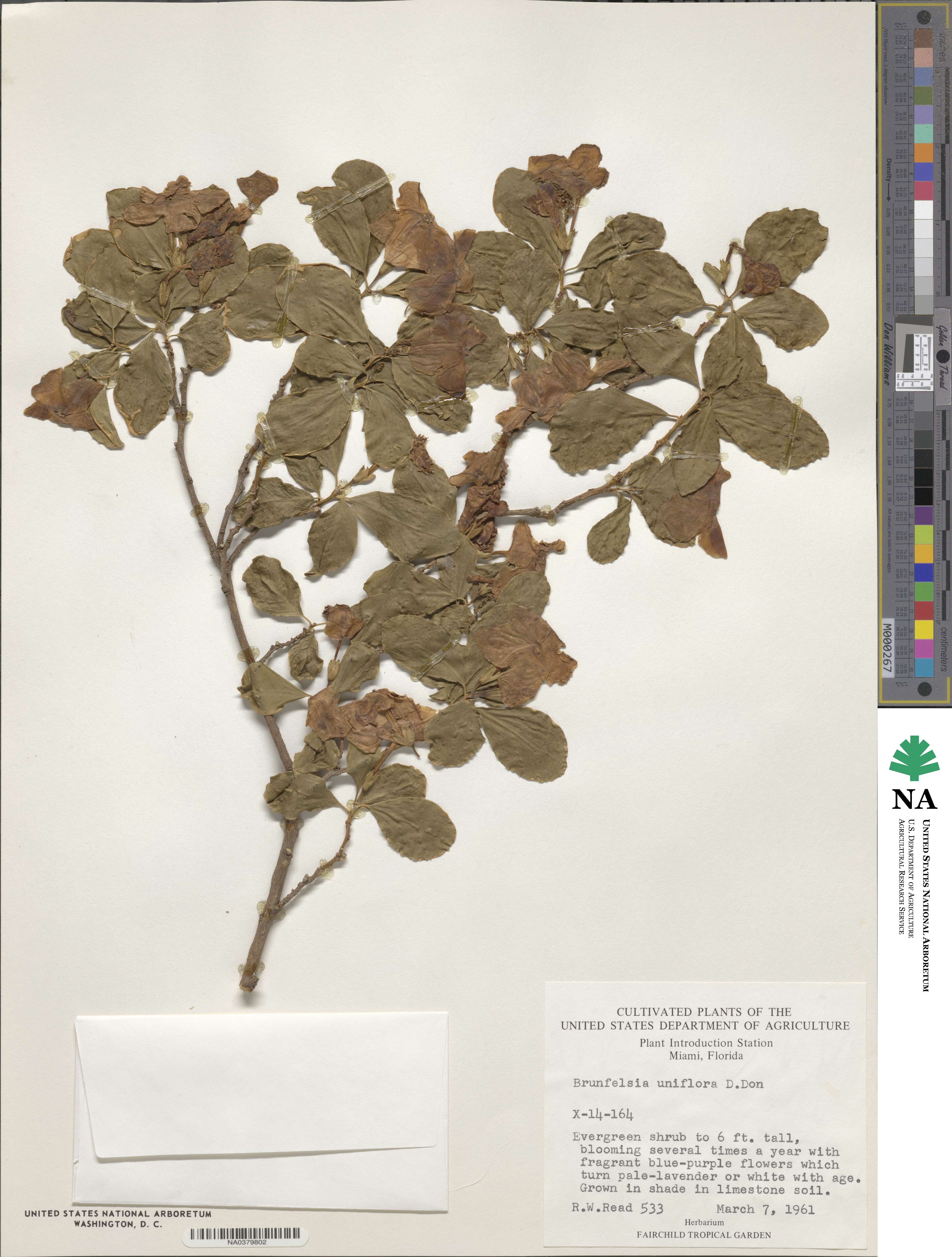 Brunfelsia uniflora image