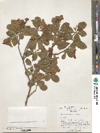 Brunfelsia uniflora image