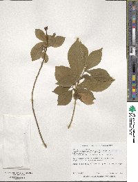 Brunfelsia pauciflora image