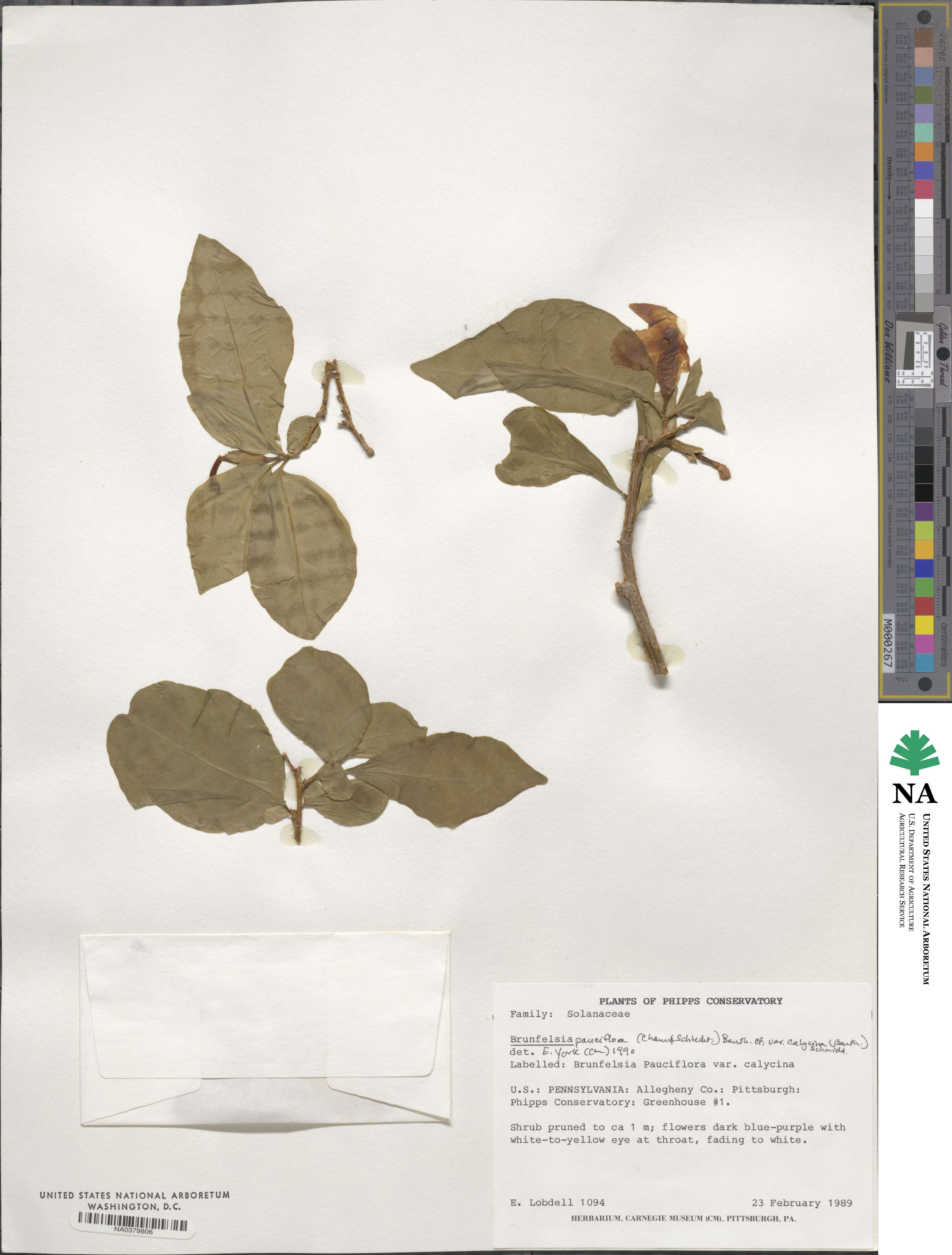 Brunfelsia pauciflora image