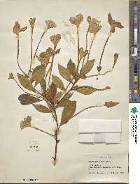 Brunfelsia nitida image