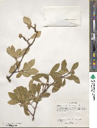 Brunfelsia nitida image