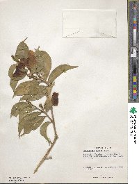 Brunfelsia nitida image