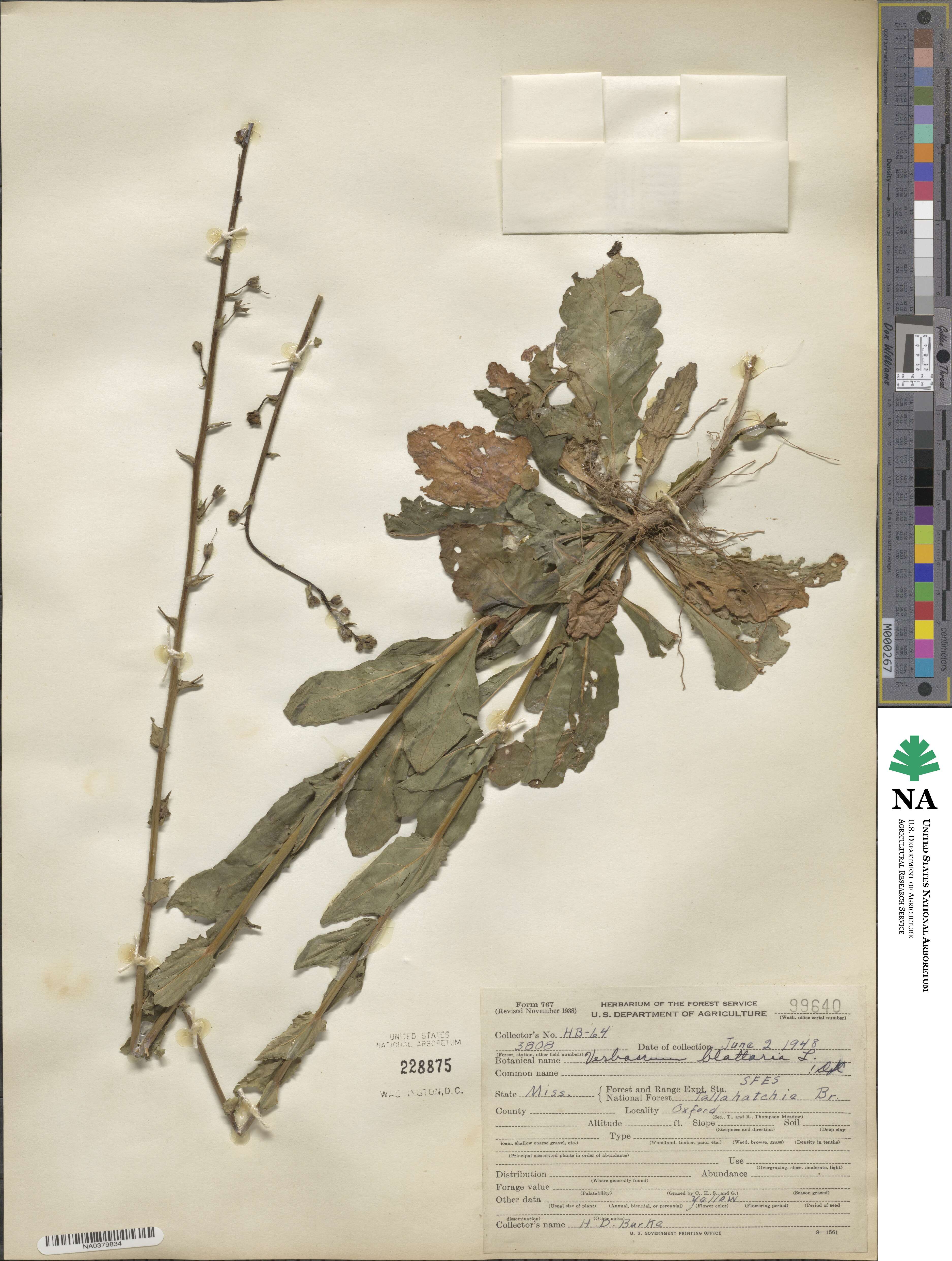 Verbascum blattaria image