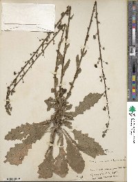 Verbascum blattaria image