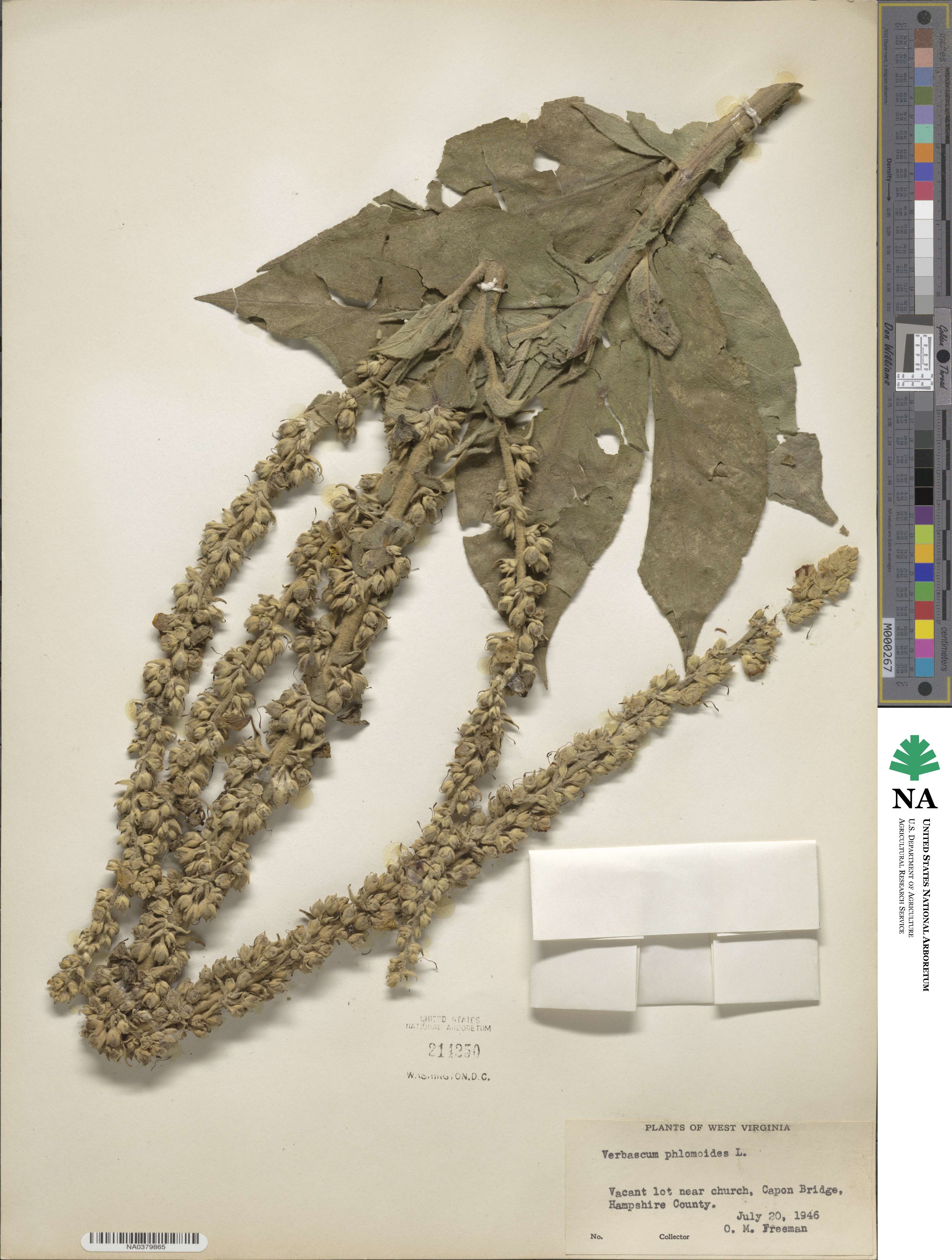 Verbascum phlomoides image