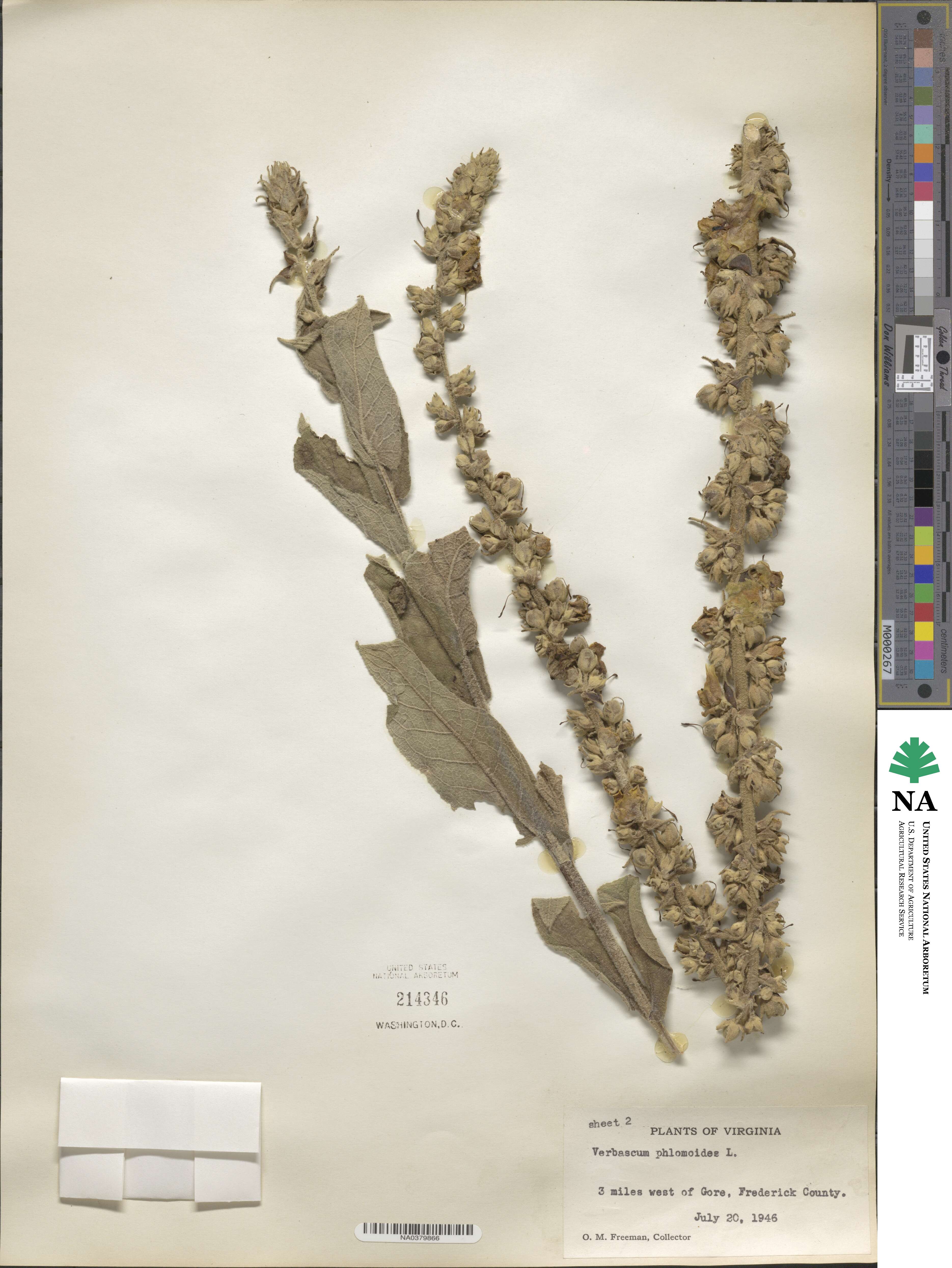 Verbascum phlomoides image