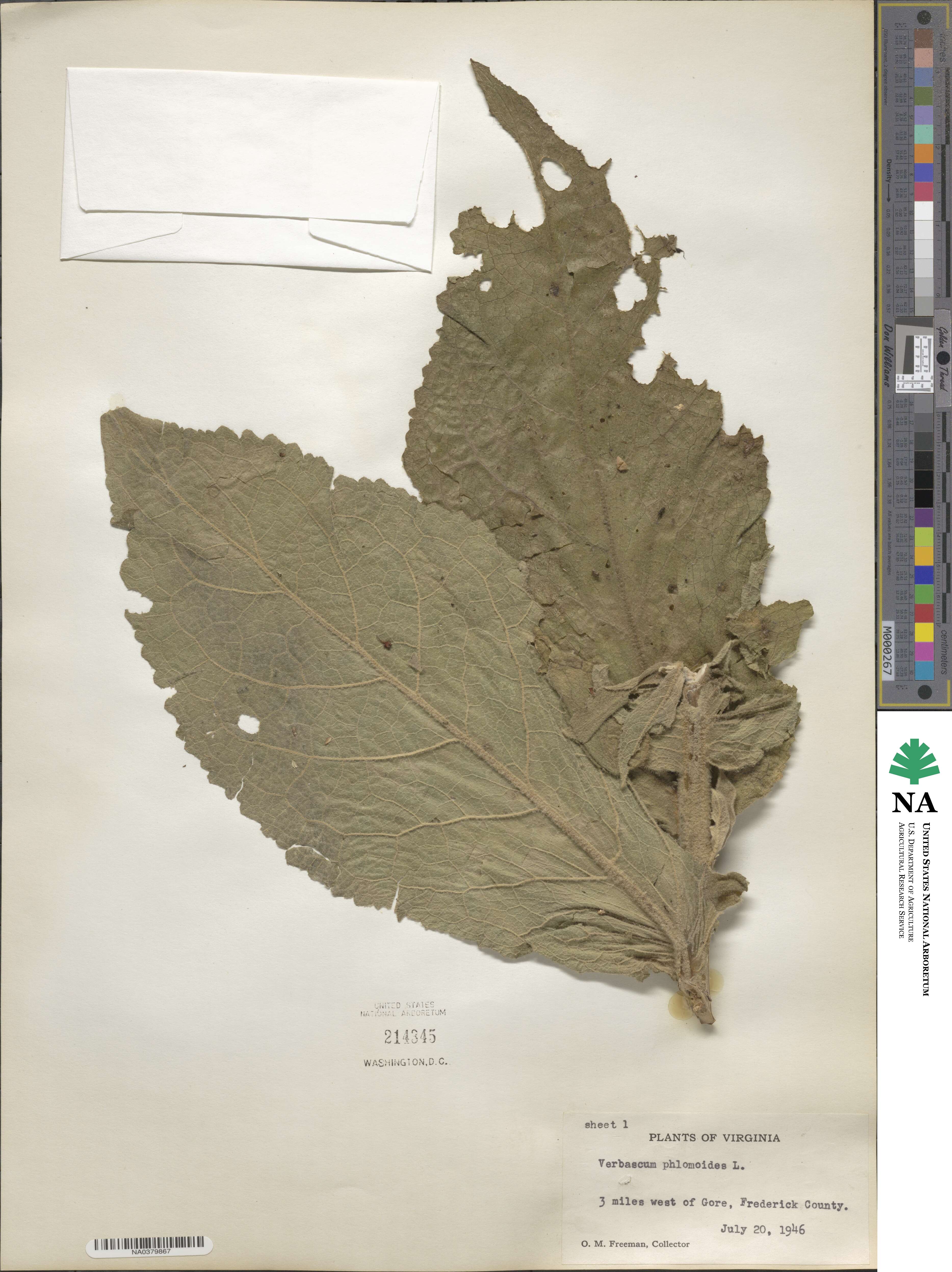 Verbascum phlomoides image