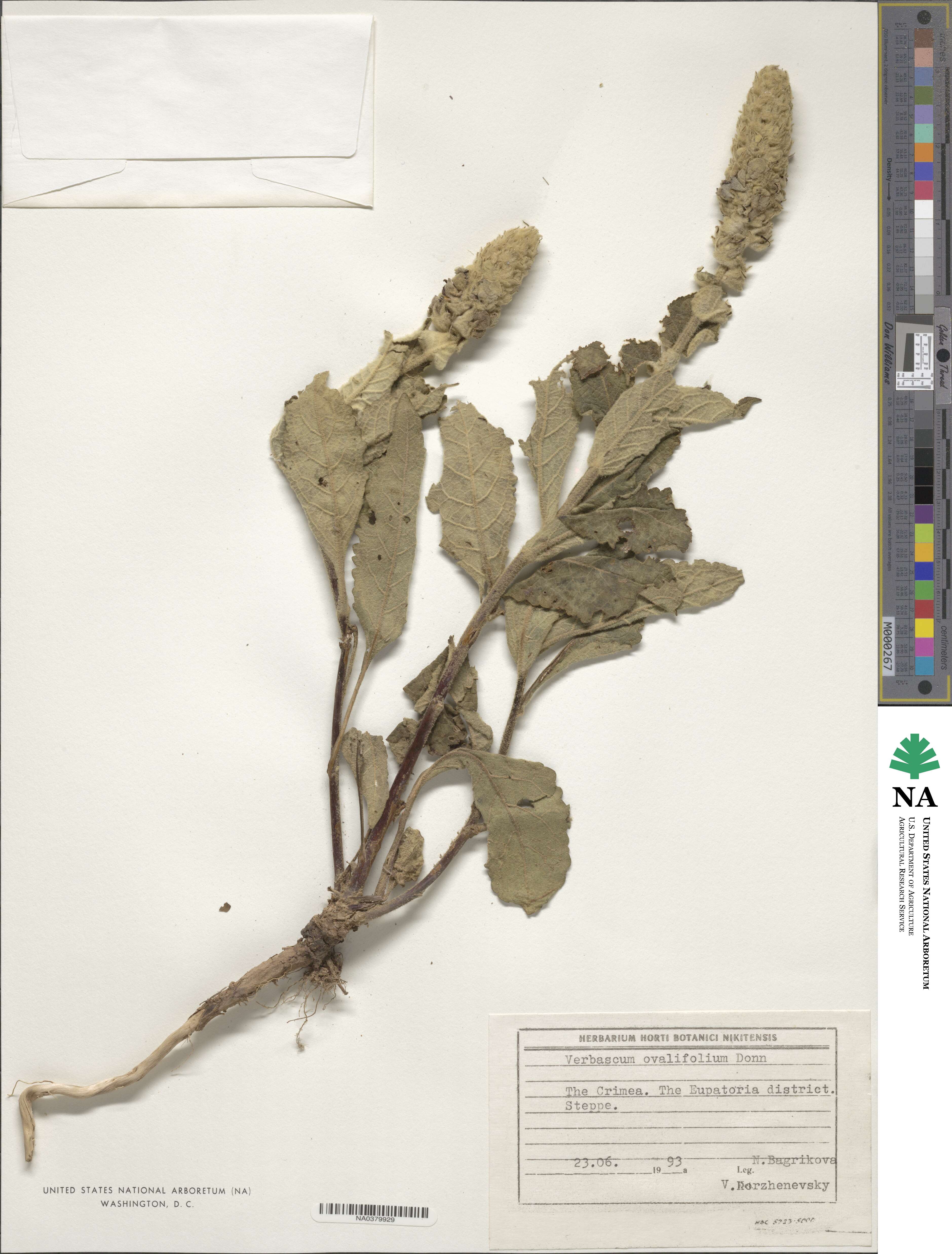 Verbascum ovalifolium image