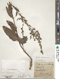 Verbascum orientale image