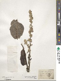 Verbascum lychnitis image