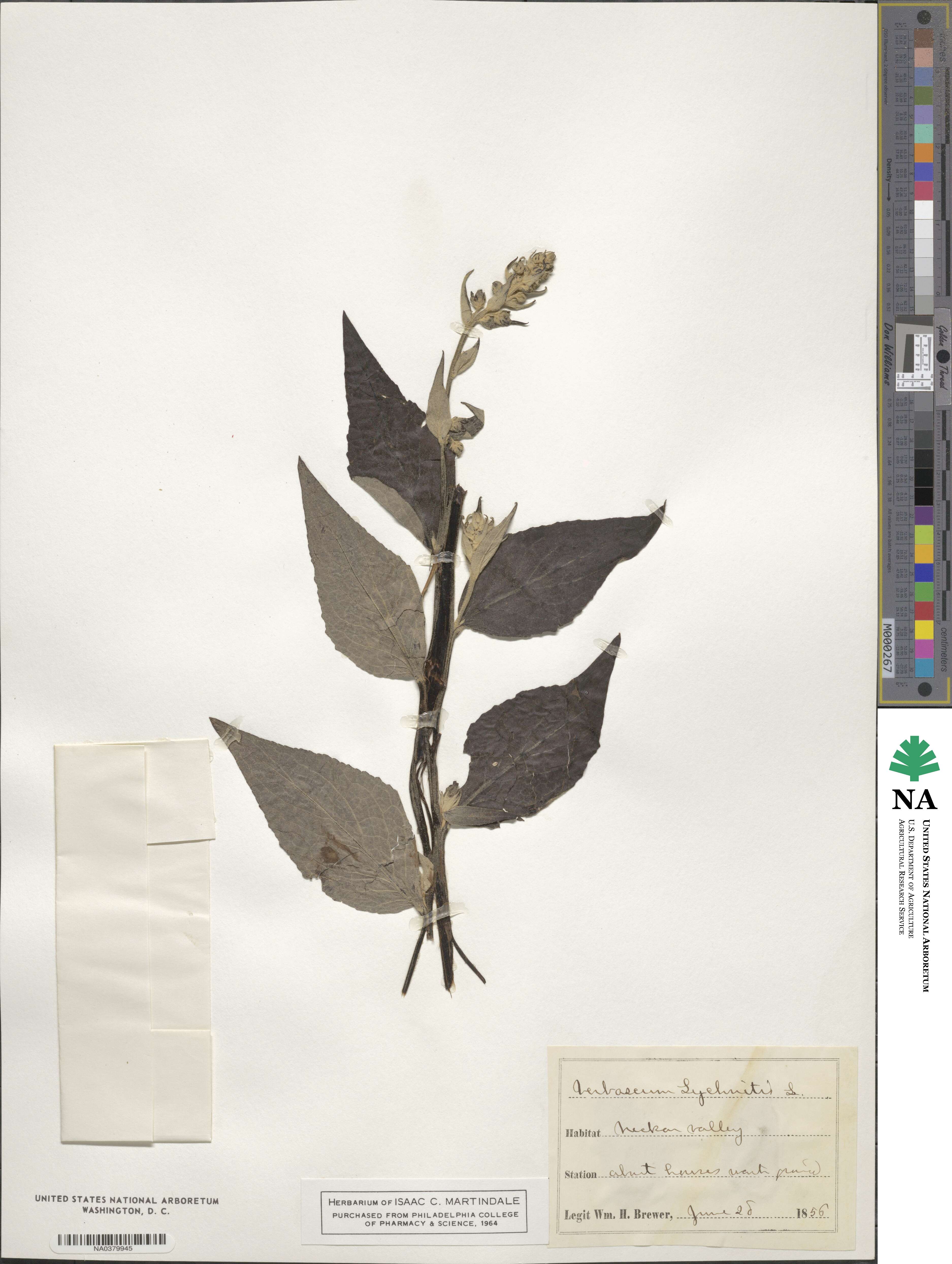 Verbascum lychnitis image