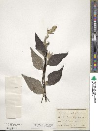 Verbascum lychnitis image
