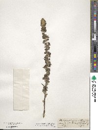 Verbascum lychnitis image