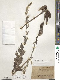 Verbascum lychnitis image