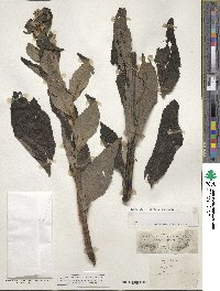 Verbascum lychnitis image