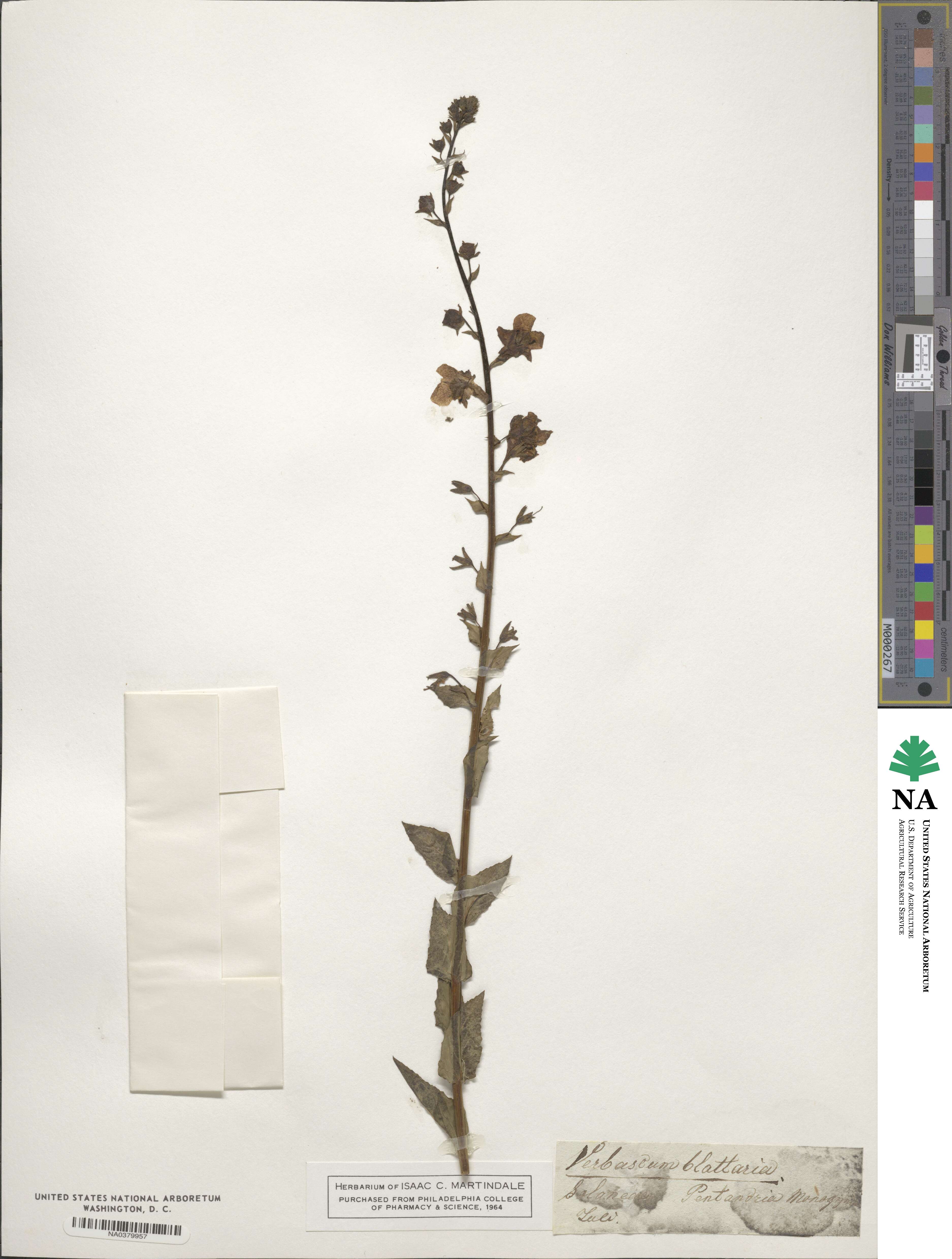 Verbascum blattaria image