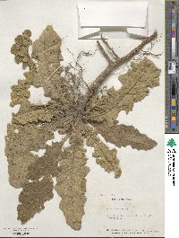 Verbascum sinuatum image