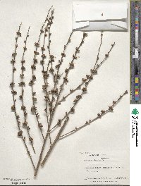 Verbascum sinuatum image