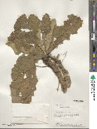 Verbascum sinuatum image
