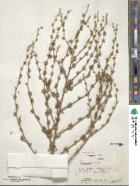 Verbascum sinuatum image